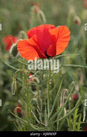 "Roten Mohn single" in einem"Cambridge" Stockfoto