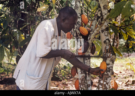 Kakao, die Landwirtschaft in Ghana schneiden öffnen Hülsen um die Kakaobohnen im Inneren zu enthüllen Stockfoto