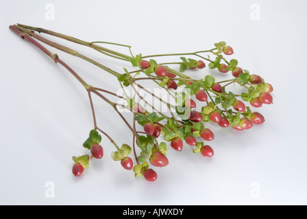 St Johns Wort, hoch Tutsan (Hypericum X inodorum), Sorte: Elstead, Zweige mit Beeren Studio Bild Stockfoto