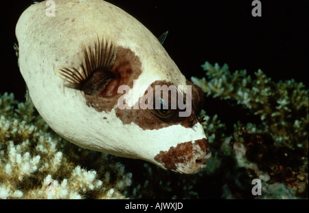 Maskiert Puffer / Maskenkugelfisch Stockfoto