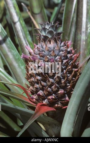 Junge Ananas Frucht vergrößern und Blüte in Südafrika Stockfoto