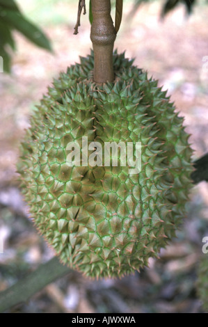 Reife Durian Frucht am Baum in Südthailand Stockfoto