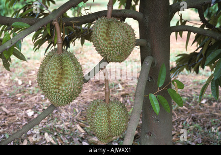 Reife Durian Frucht am Baum in Südthailand Stockfoto