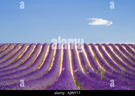 Feld Lavendel Provence Region in der Nähe von Valensole Haute Provence Frankreich Stockfoto