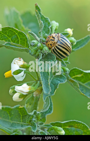 Kartoffelkäfer (Leptinotarsa Decemlineata) Larve auf eine Kartoffelpflanze Stockfoto