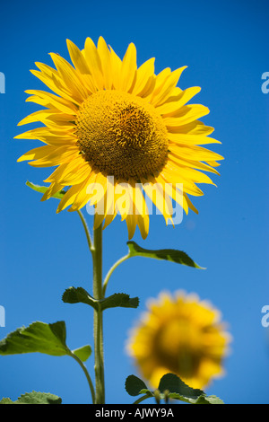 Italien-Umbrien-Sonnenblume gegen blauen Himmel Stockfoto
