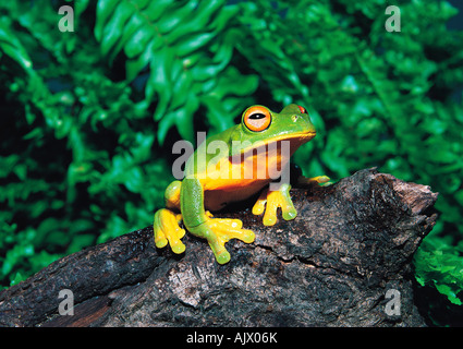 Australiens Tierwelt. Amphibien. Rotäugigen grüner Laubfrosch. (Litoria Chloris) Stockfoto