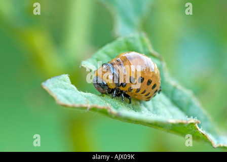 Kartoffelkäfer (Leptinotarsa Decemlineata), Larve auf einem Kartoffel-Blatt Stockfoto