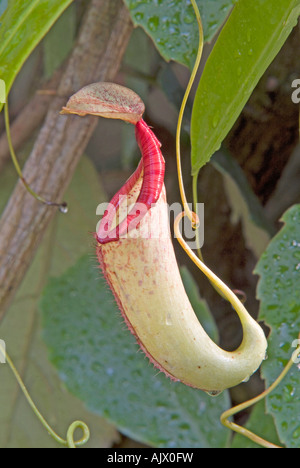Affe-Cup, tropische Kannenpflanze (Nepenthes sp), Krug Stockfoto