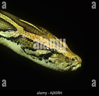 Der Kopf von einem indischen Python Python aus Stockfoto
