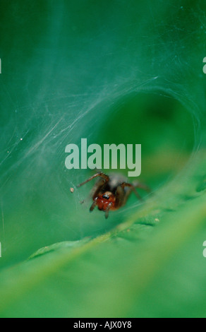 Grass Trichter-Weber / Labyrinth Spider / Labyrinthspinne / Trichterspinne Stockfoto