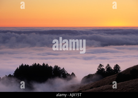 Nebel gehüllt Wald im Mount Tamalpais State Park, Marin County, Kalifornien, USA Stockfoto