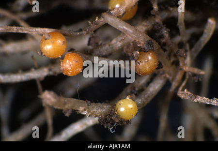 Goldene Kartoffel Zyste nematode Globodera rostochiensis Zysten auf einer Kartoffel root Stockfoto