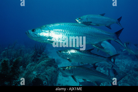 Atlantische Tarpon / Stockfoto