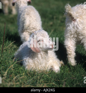 Sehr junge Angora-Ziege Kind mit Hörnern, die gerade wachsenden Gras liegend Stockfoto