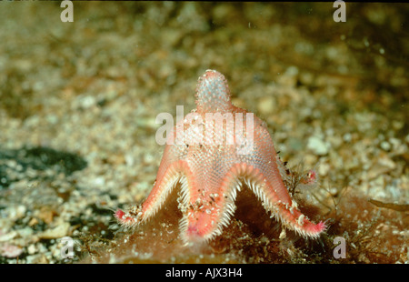 Sand-Star Stockfoto