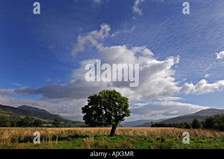 Einsamer Baum in offene Savannenlandschaft in der Nähe von Loch Tay mit Bäumen und fernen Hügel in der Nähe von Killin Perthshire Schottland Stockfoto
