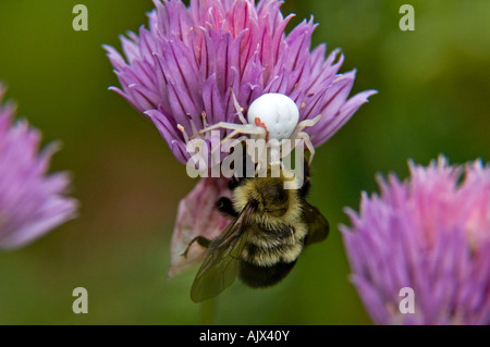 Goldenrod Crab Spider Misumenta Vatia Fütterung auf erfasste Hummel Ontario Stockfoto