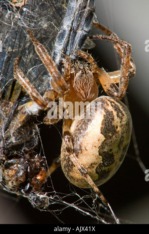 Marmorierte Orb Weaver Spider Araneus Marmoreus Essen aufgenommene Libelle Ontario Stockfoto