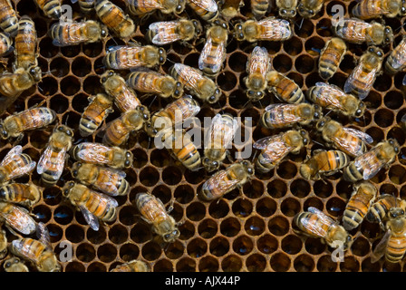 Westliche Honigbiene Apis Mellifera Arbeitsbienen zu Brut Kammern Sudbury, Ontario Stockfoto