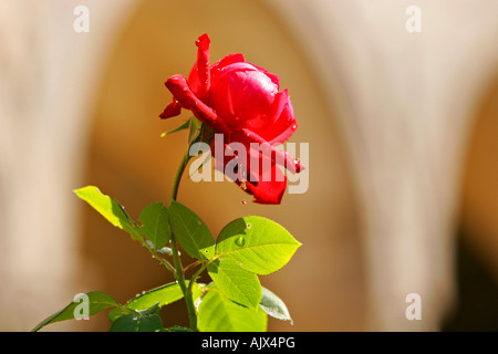 Rote Rose Im Franziskanerkloster von Ston Halbinsel Peljesac | Rote rose in der Franziskaner Kloster von Ston Halbinsel Peljesac Stockfoto