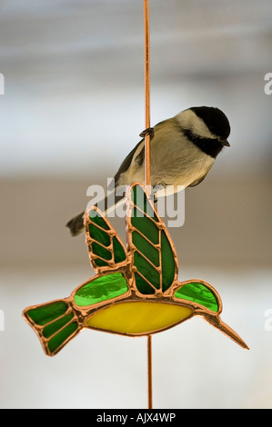 Schwarz capped chickadee Poecile atricapillus auf Kupfer vogel Ornament in der Nähe winter Bird Feeder Ontario gehockt Stockfoto