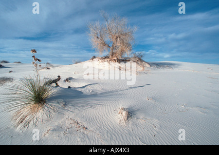 Rio Grande Cottonwood / Amerikanische Pappel Stockfoto