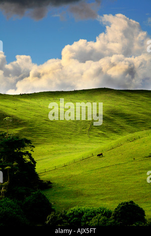 Ackerland in Northland Neuseeland Stockfoto