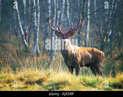 Polen. Rothirsch am Rande des Waldes. Stockfoto