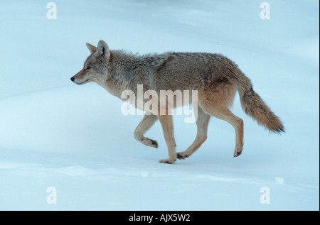 Kojote / Kojote Stockfoto