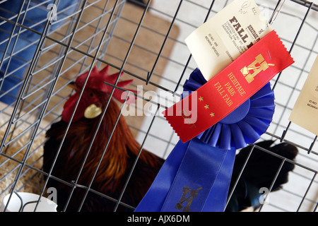 Rhode Island Red Rooster Erstplatzierte im Herbst im Heritage Park Calgary Alberta Kanada Stockfoto