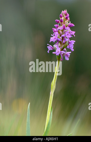 Nahaufnahme der Blüte duftende Orchidee Cairngorms Nationalpark Schottland Stockfoto