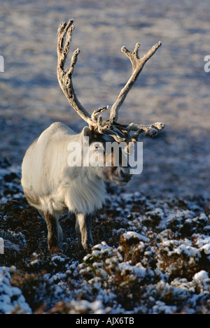 Porträt von einem gut antlered Rentier unter Schnee bedeckt Heather auf Cairngorm Berg im winter Stockfoto