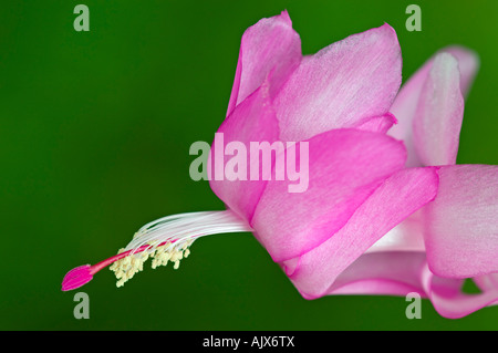 Weihnachtskaktus (Schlumbergera spp.) Blüte Detail in blühen rosa, Greater Sudbury, Ontario, Kanada Stockfoto