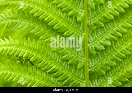 Zimt Farn (Osmunda cinnamomea) Detail der aufstrebenden Wedel, Greater Sudbury, Ontario, Kanada Stockfoto