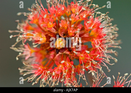 Red Maple (Acer rubrum), Acer rubra Blütentrauben Killarney, Ontario Stockfoto