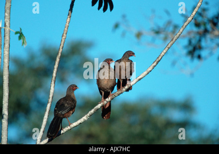 Chaco Chachalaca / Chacoguan Stockfoto