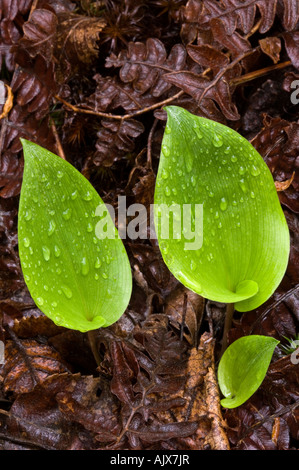 Kanada Mayflower (Maianthemum Maianthemum canadense canadense), mit Regentropfen im Bett aus Moos, Greater Sudbury, Ontario, Kanada Stockfoto