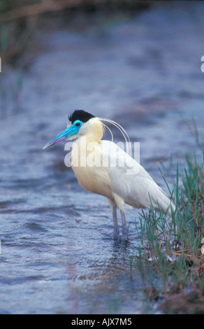 Heron begrenzt / Kappenreiher Stockfoto