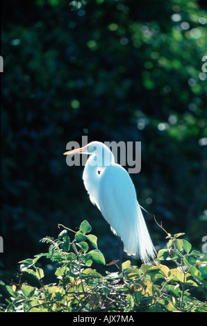 Silberreiher / Silberreiher Stockfoto