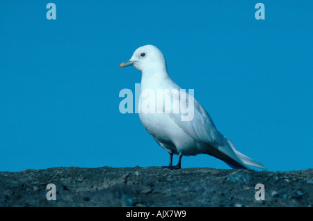 Elfenbein Möwe / Elfenbeinmoewe Stockfoto