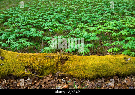 Mayapple (Podophyllum peltatum) Kolonie mit Bemoosten niedergeworfene anmelden, Great Smoky Mountains National Park, Tennessee, USA Stockfoto