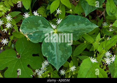 Star Vogelmiere (Stellaria pubera) und gelb trillium Blätter, Great Smoky Mountains National Park, Tennessee, USA Stockfoto