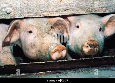 Nahaufnahme von Schweinen in Schwein-Stall. Stockfoto