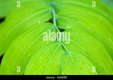 Falsche Solomons Dichtung (Maianthemum racemosa) Blätter, Great Smoky Mountains National Park, Tennessee, USA Stockfoto