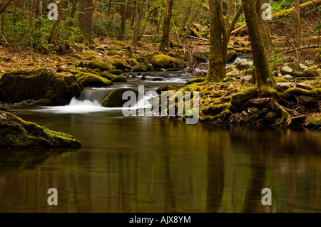 Wald, Wasserfälle und Felsen in kleinen Nebenfluss Bach von Laurel Creek, Great Smoky Mountains National Park, Tennessee, USA Stockfoto