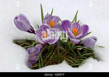 Aufstrebenden Krokus Blüten durch frühen Frühling Schnee in New York State willkommen Gartencenter Stockfoto