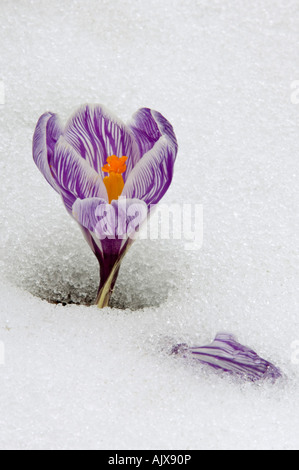 Aufstrebenden Krokus Blüten durch frühen Frühling Schnee in New York State willkommen Gartencenter Stockfoto