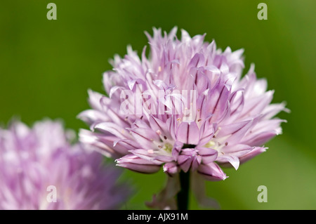 Schnittlauch (Allium schoenoprasum) Blüte, Greater Sudbury, Ontario, Kanada Stockfoto