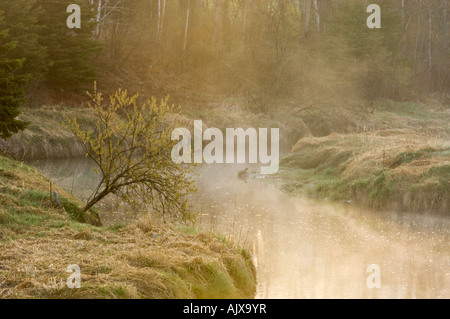 Küste am Creek Junction mit Morgennebel, Greater Sudbury, Ontario, Kanada Stockfoto